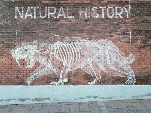 Natural History by Pascale Arpin - Street art mural in Centretown West, Ottawa, Ontario