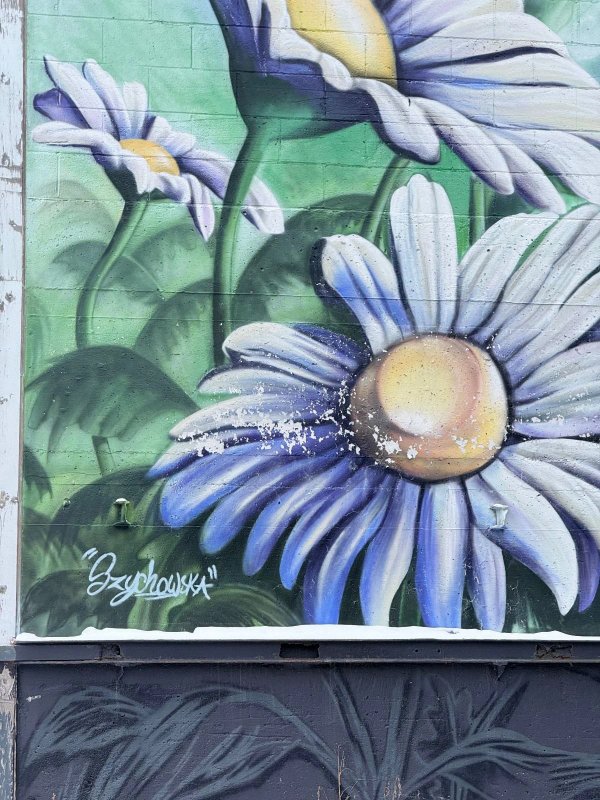 Street art photography of a floral mural in Ottawa's Glebe area, a popular spot for urban art tours and local sightseeing in the National Capital Region.