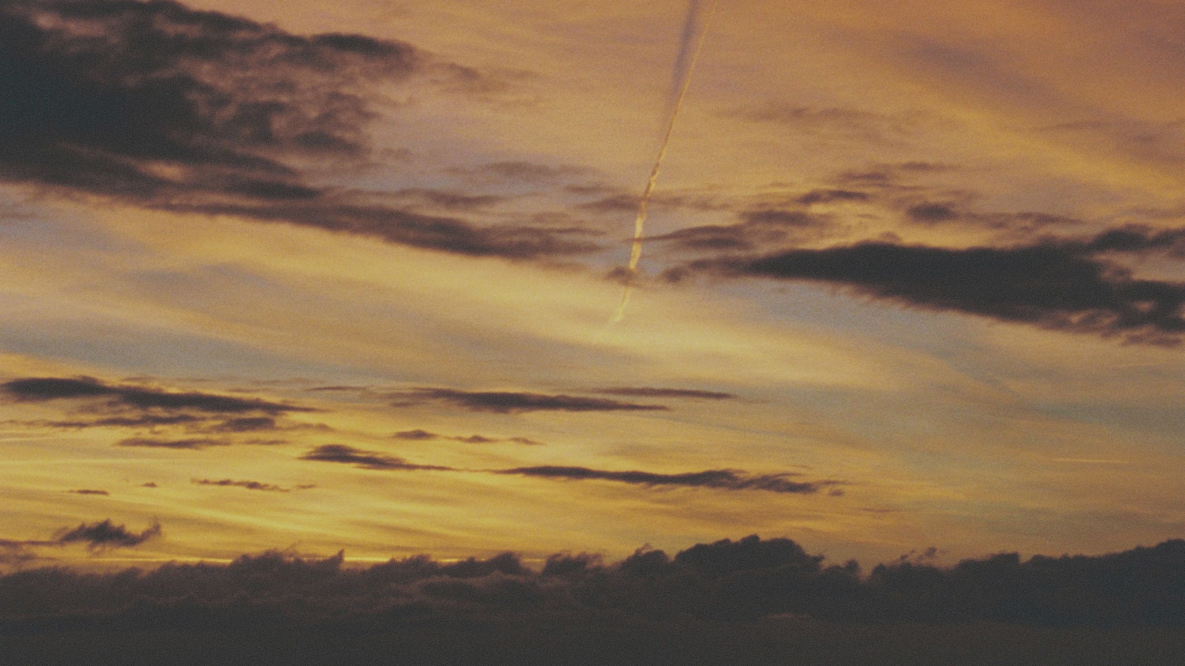 Silueta de un arbusto al atardecer