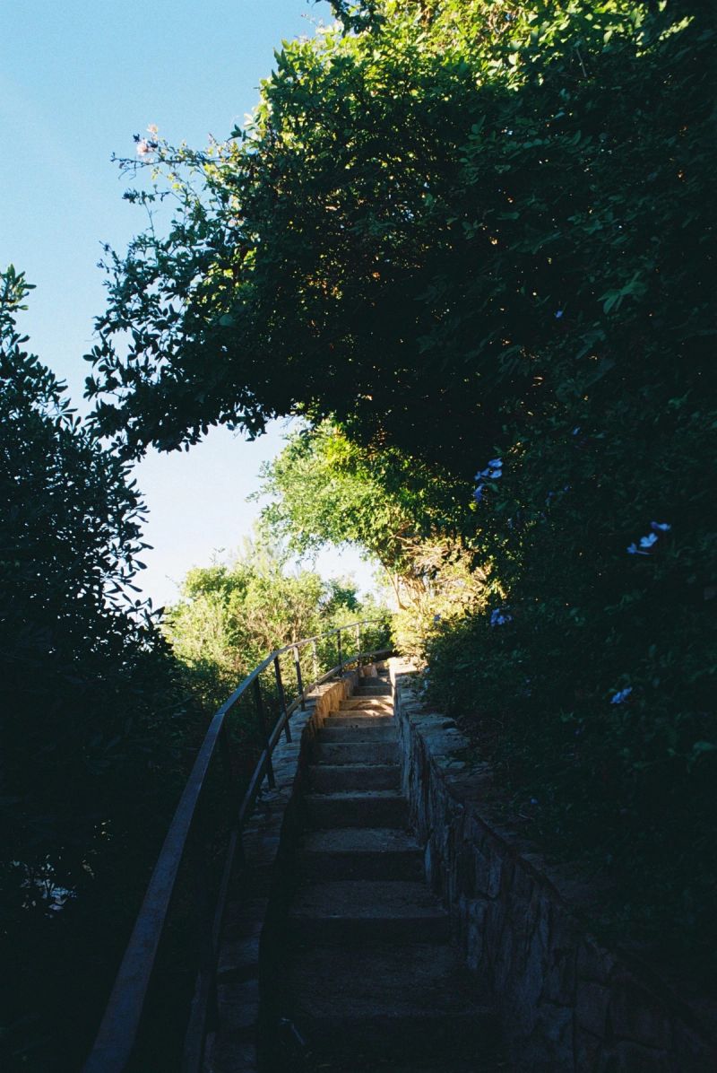 Camino de escaleras bajo un túnel de árboles