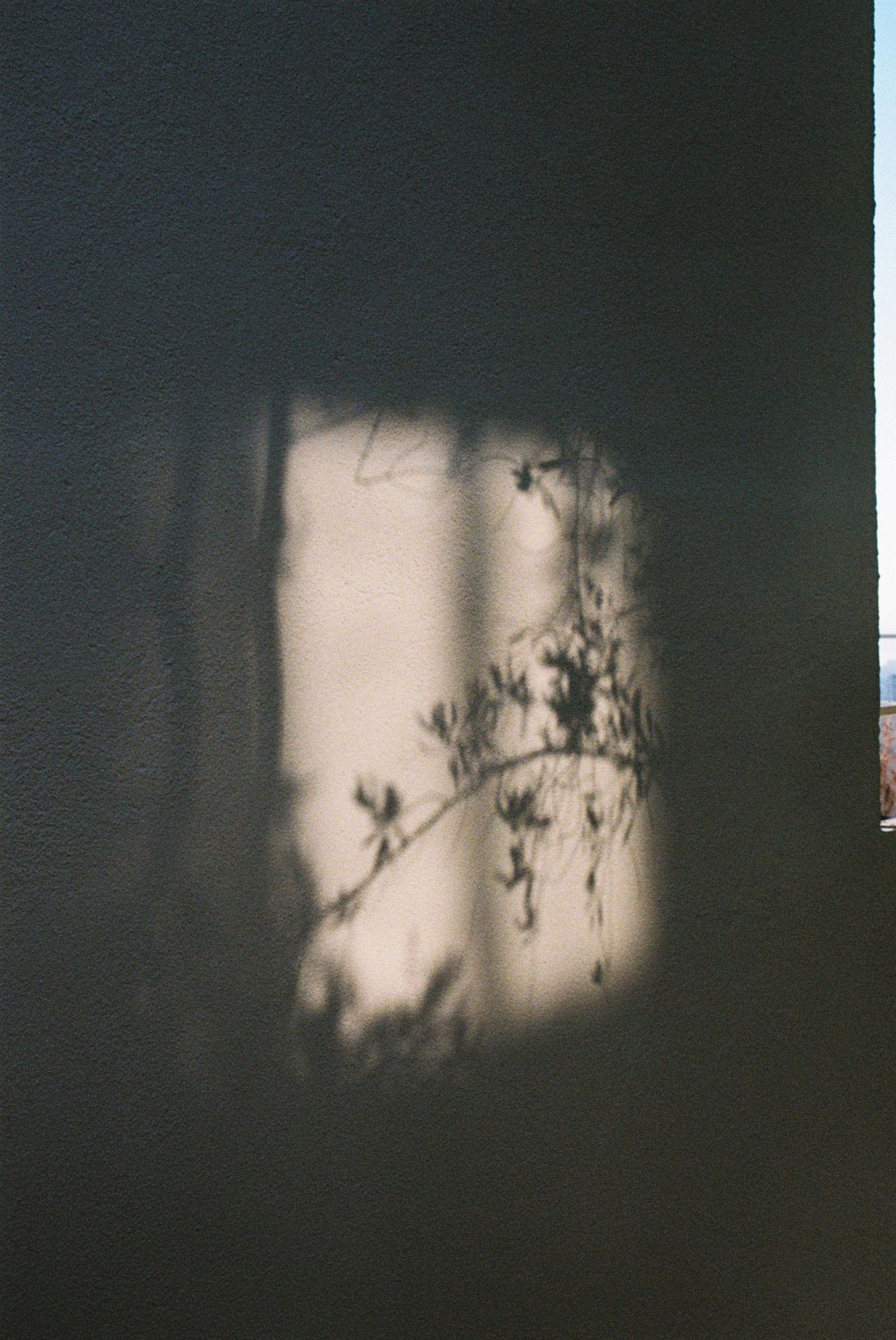Sombra de una rama sobre una pared iluminada