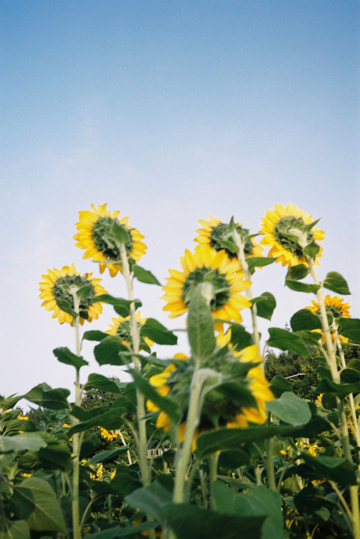Girasoles contra el cielo