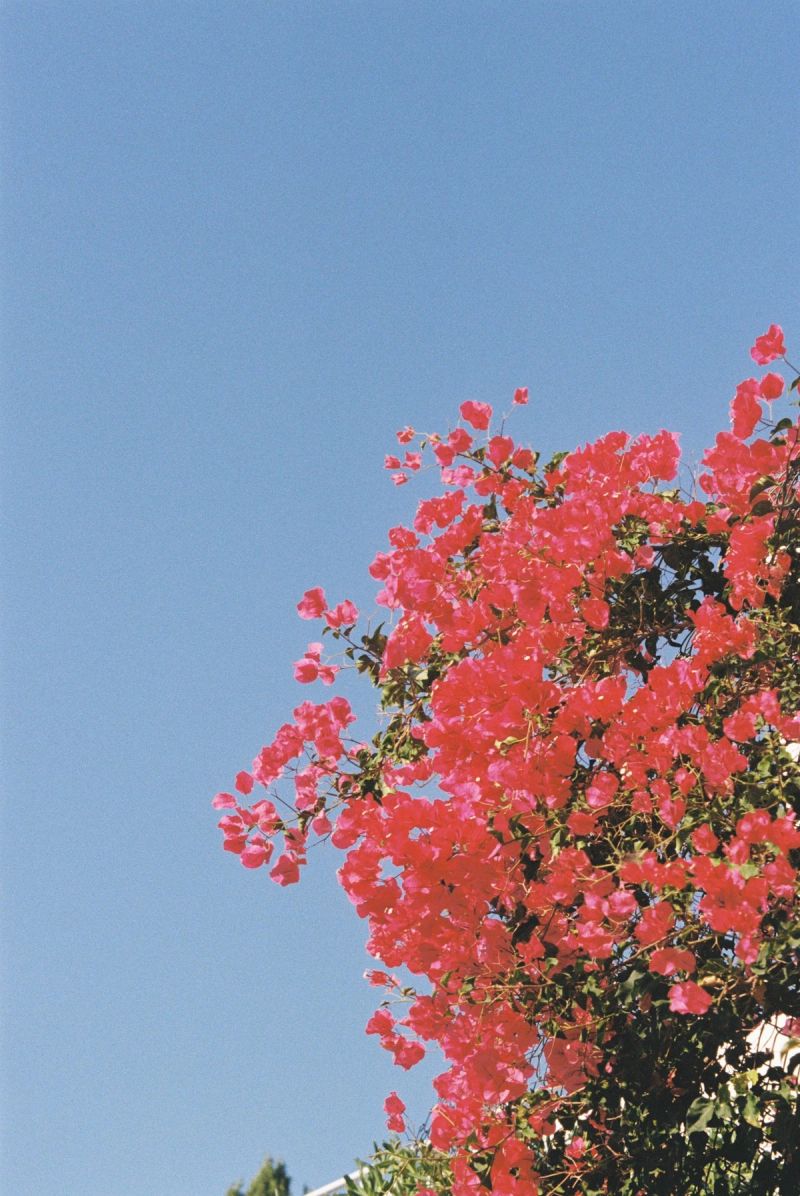 Buganvilla roja contra el cielo