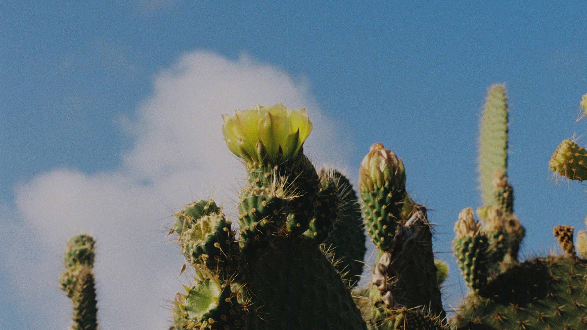 Arbusto con pequeñas flores rosas