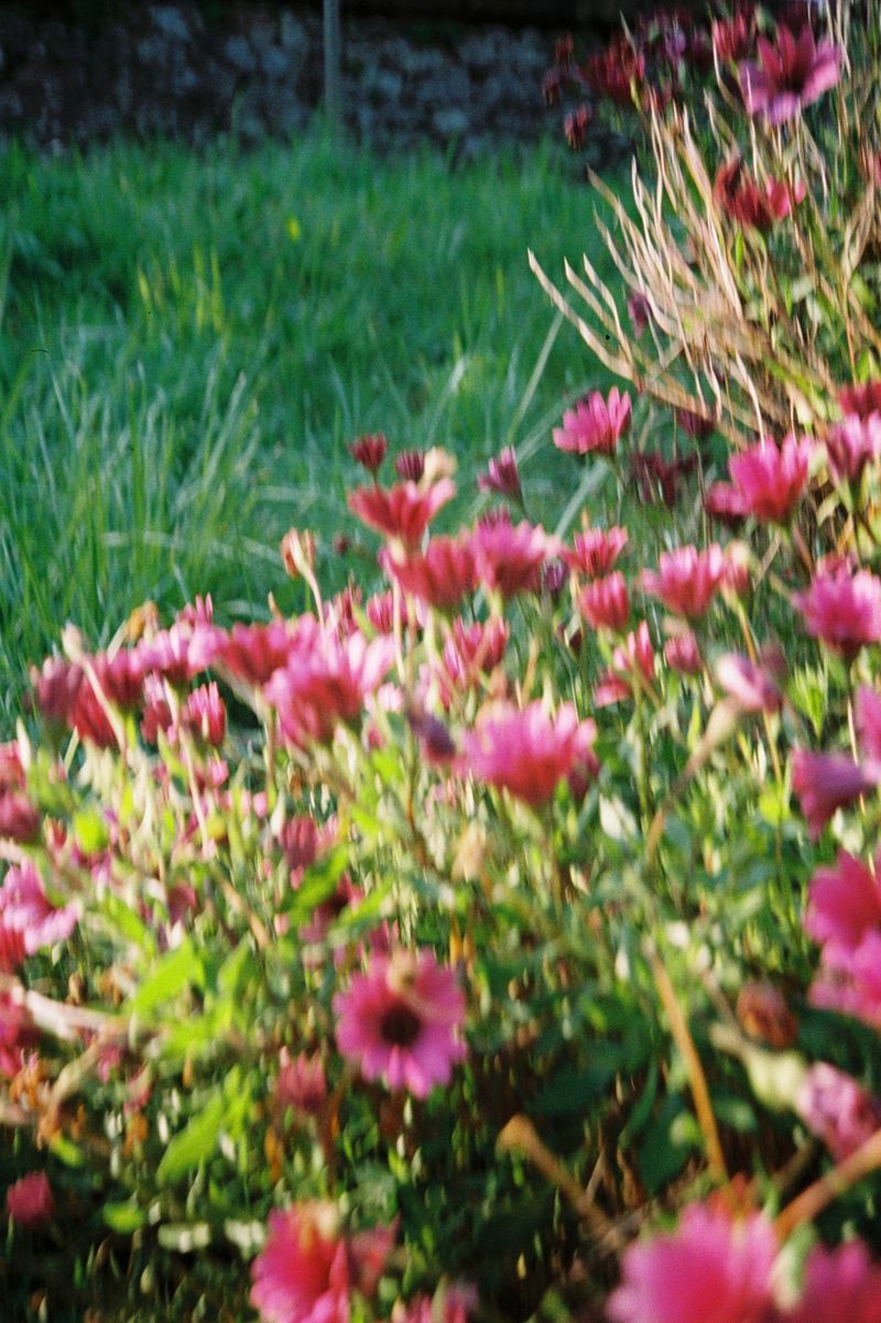 Flores rosas en un jardín