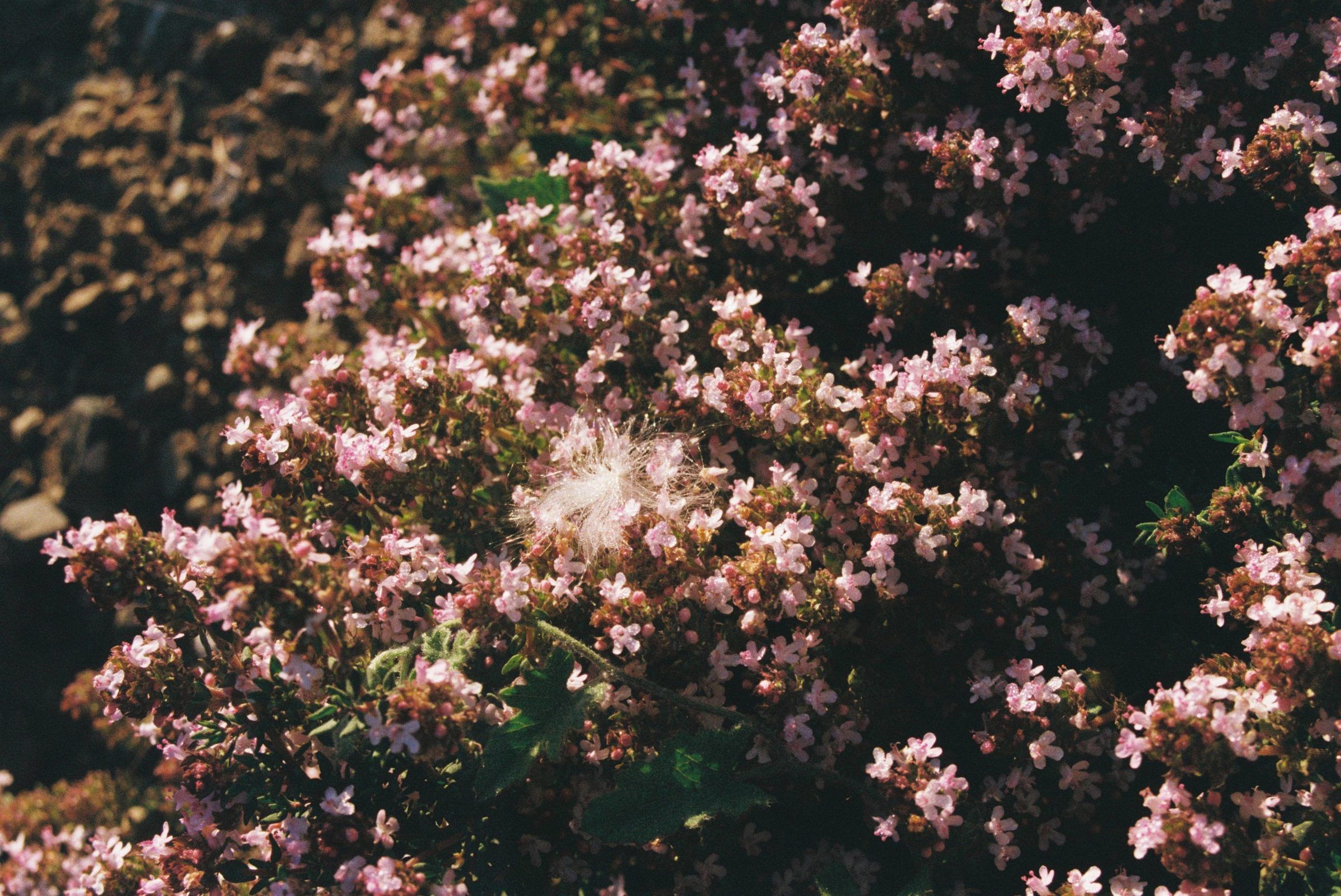 Arbusto con pequeñas flores rosas
