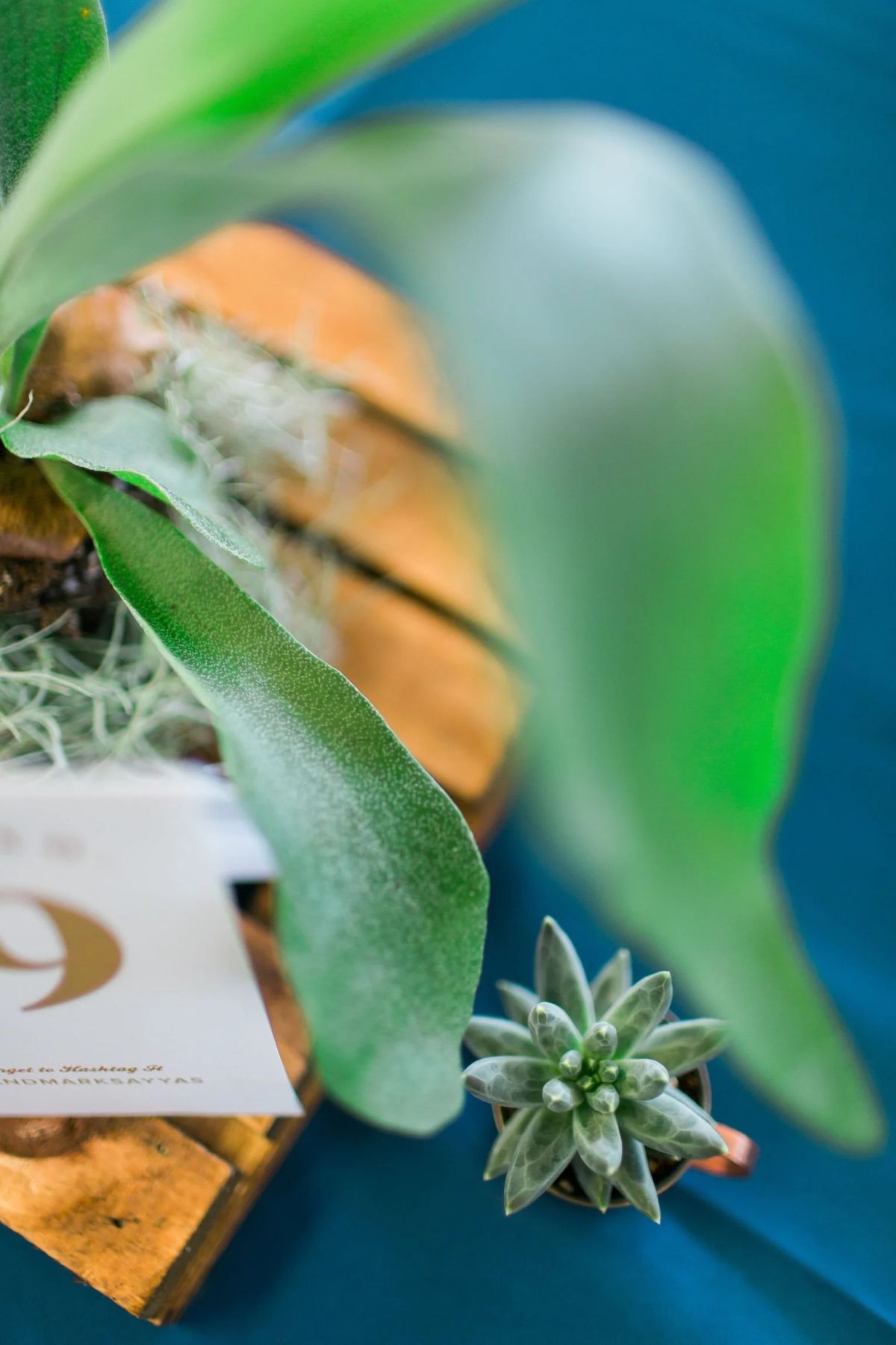 Staghorn fern mounted on wood with a gold-printed table number card and a tiny succulent, on a teal tablecloth
