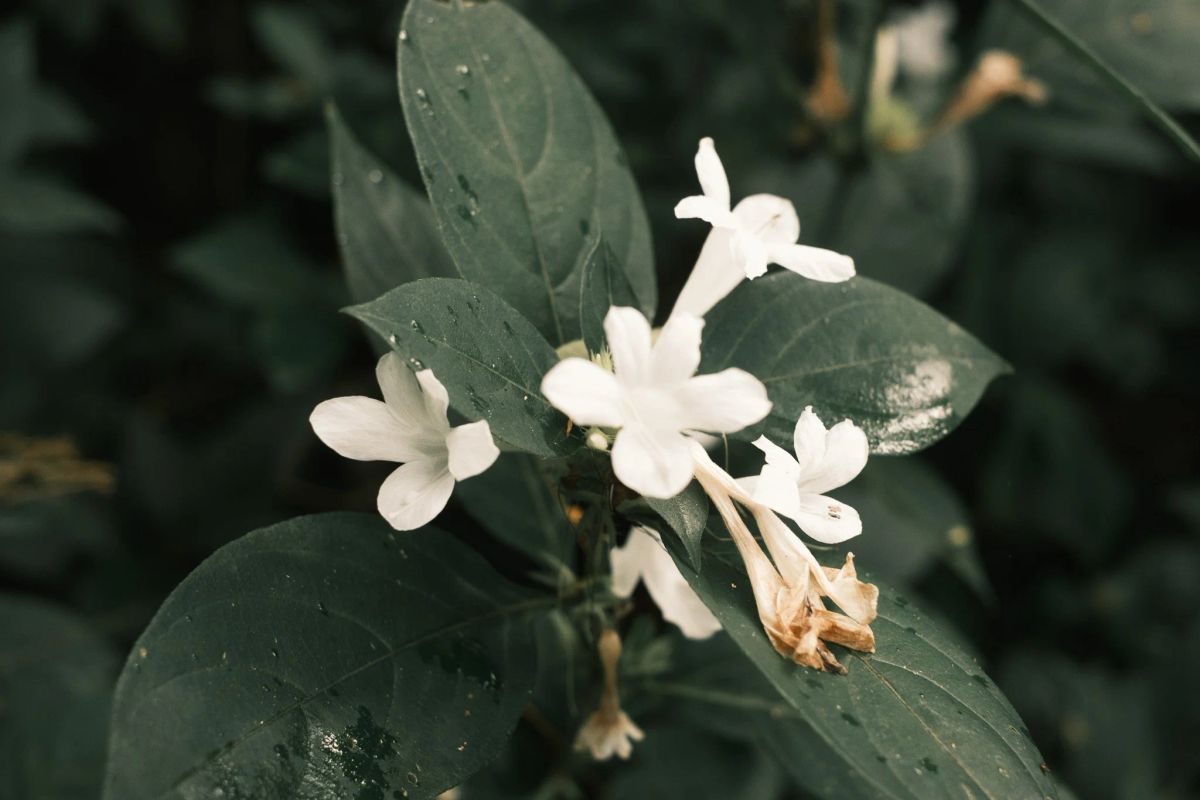 White trumpet flowers against dark wet leaves, shot with the Yakisugi Green film recipe