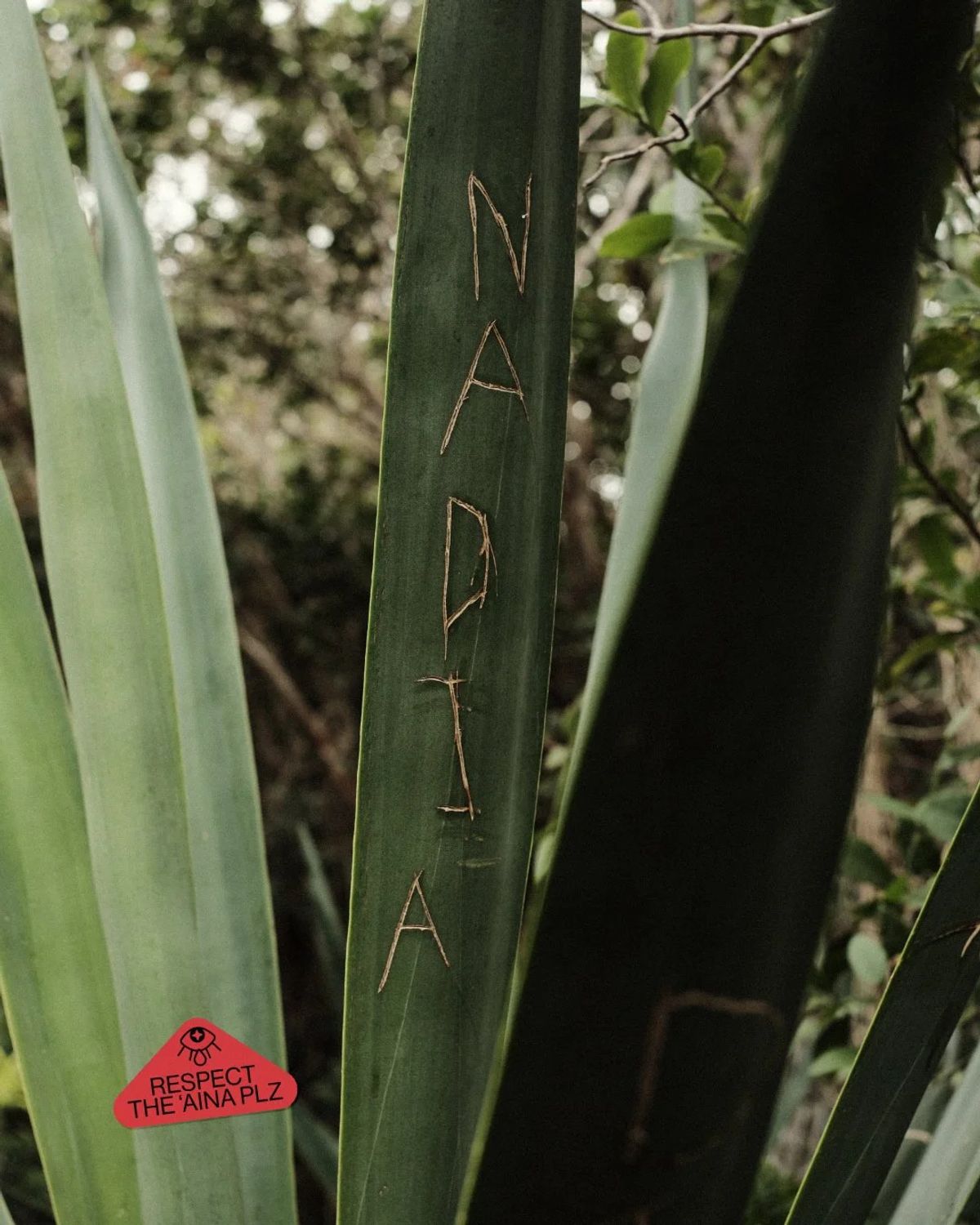 The name Nadia scratched into an agave leaf, with a respect-the-aina sticker graphic