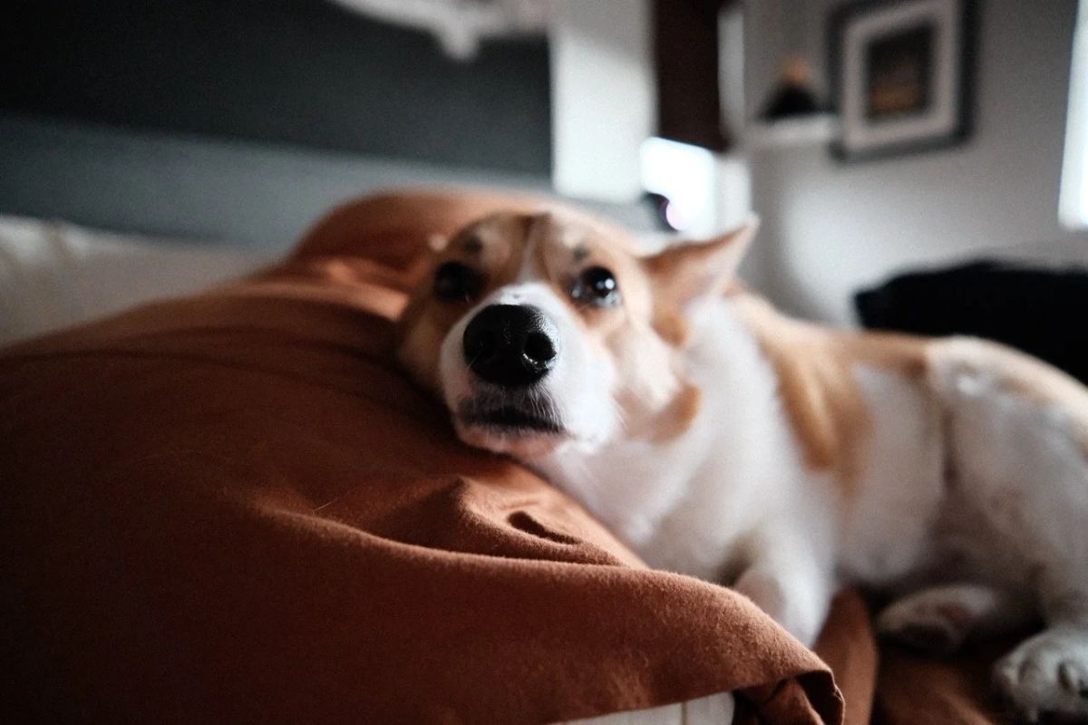 A corgi rests its head on a rust-colored blanket, gazing at the camera with a shallow depth of field