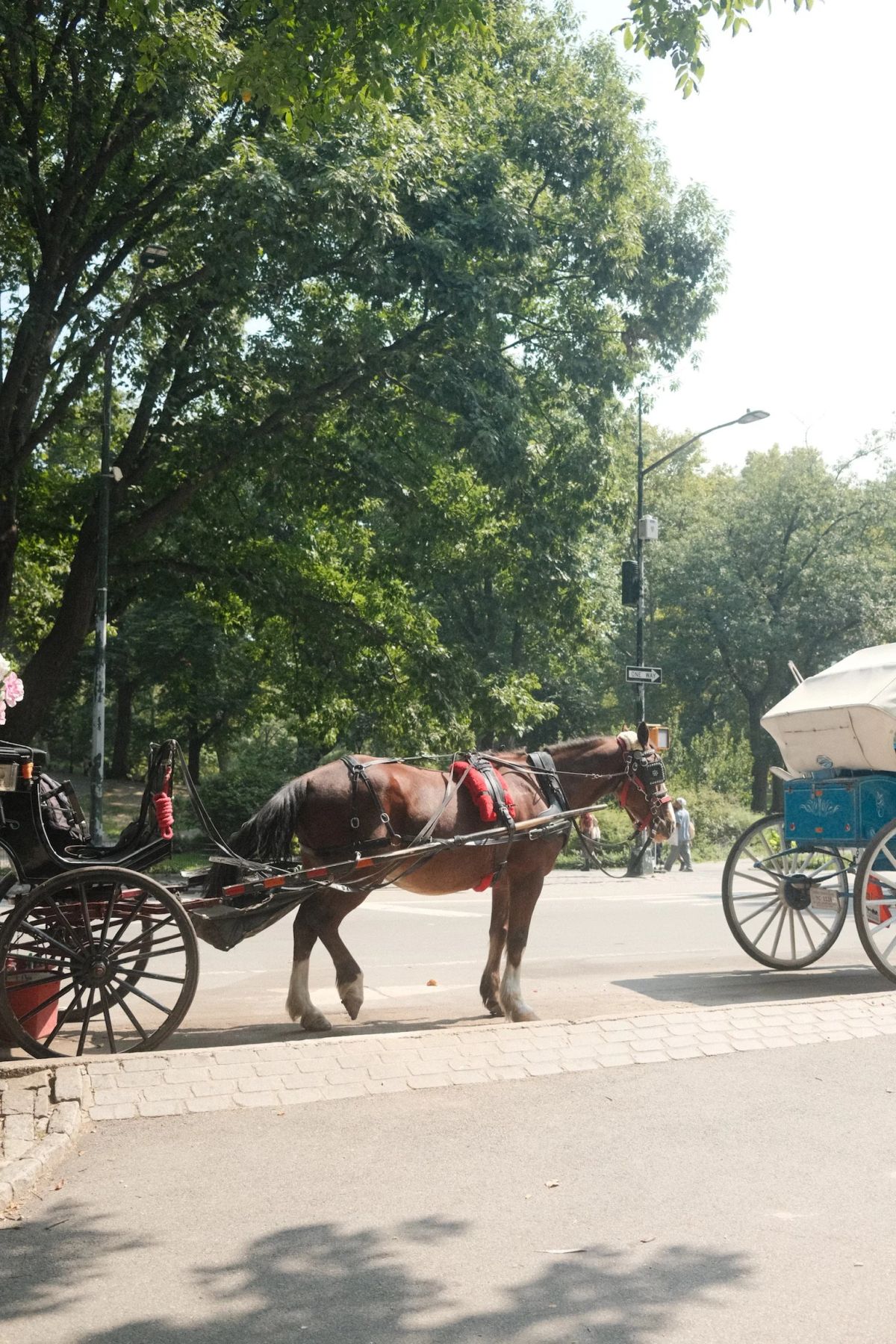 Horse-drawn carriages lined up along a Central Park street