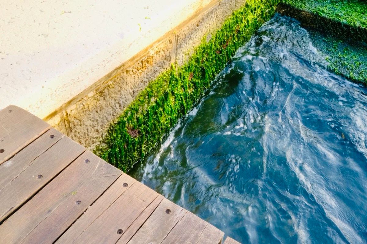 Weathered wooden dock edge above clear canal water rushing past bright green algae on stone steps