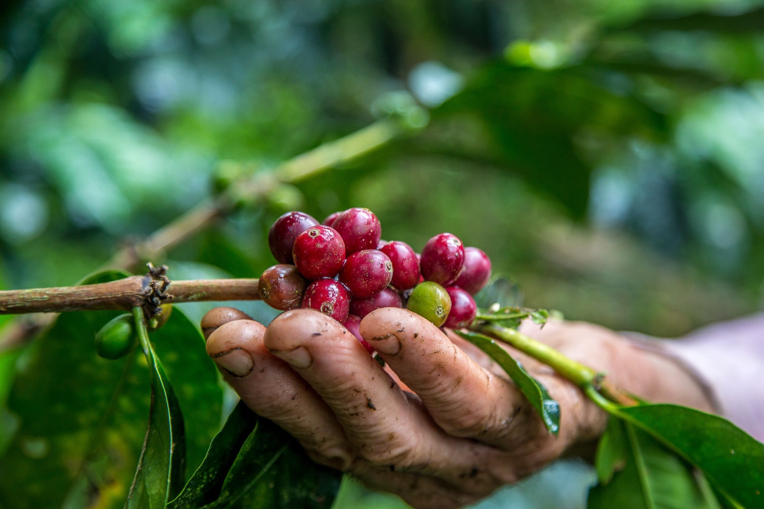 Producimos el mejor café. Consumimos muy poco.