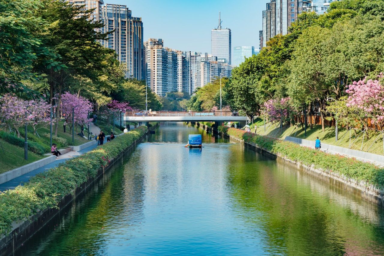 Blossoming trumpet trees lining a Shenzhen riverside greenway with the skyline behind