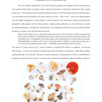 shinohara's mushrooms
