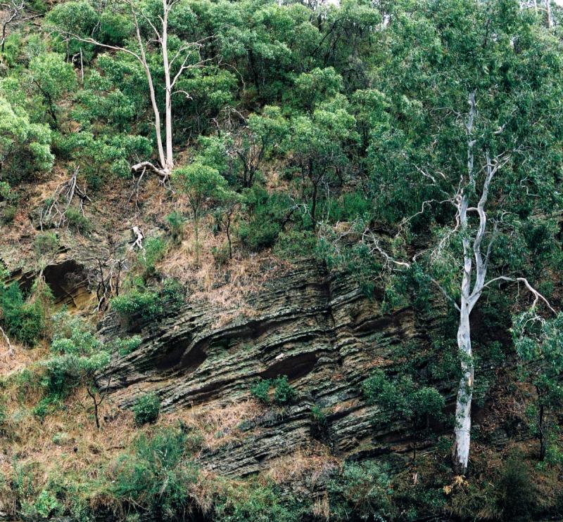 tall gumtrees growing from a rock face