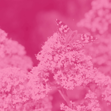 Biodiversiteit main image