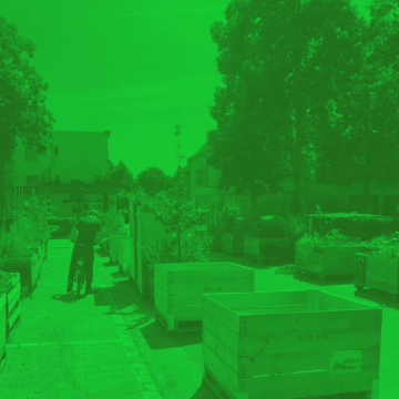 Spaans gewas main image