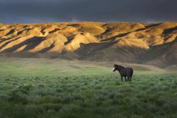 Horse Riding in Aktau