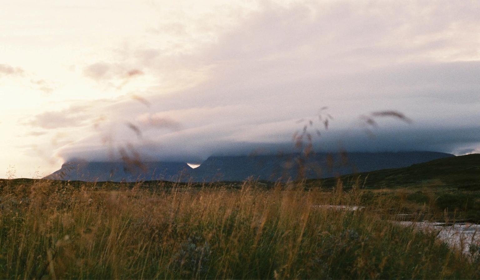 a field of tall grass with a mountain in the background at sunset .