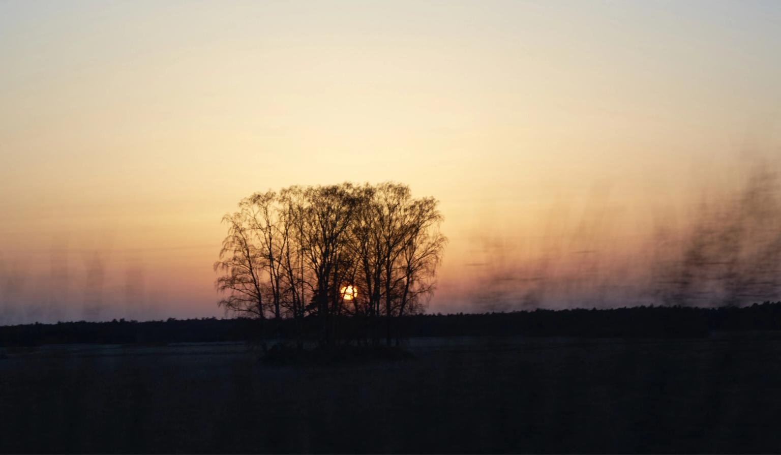 the sun is setting behind a tree in the middle of a field .