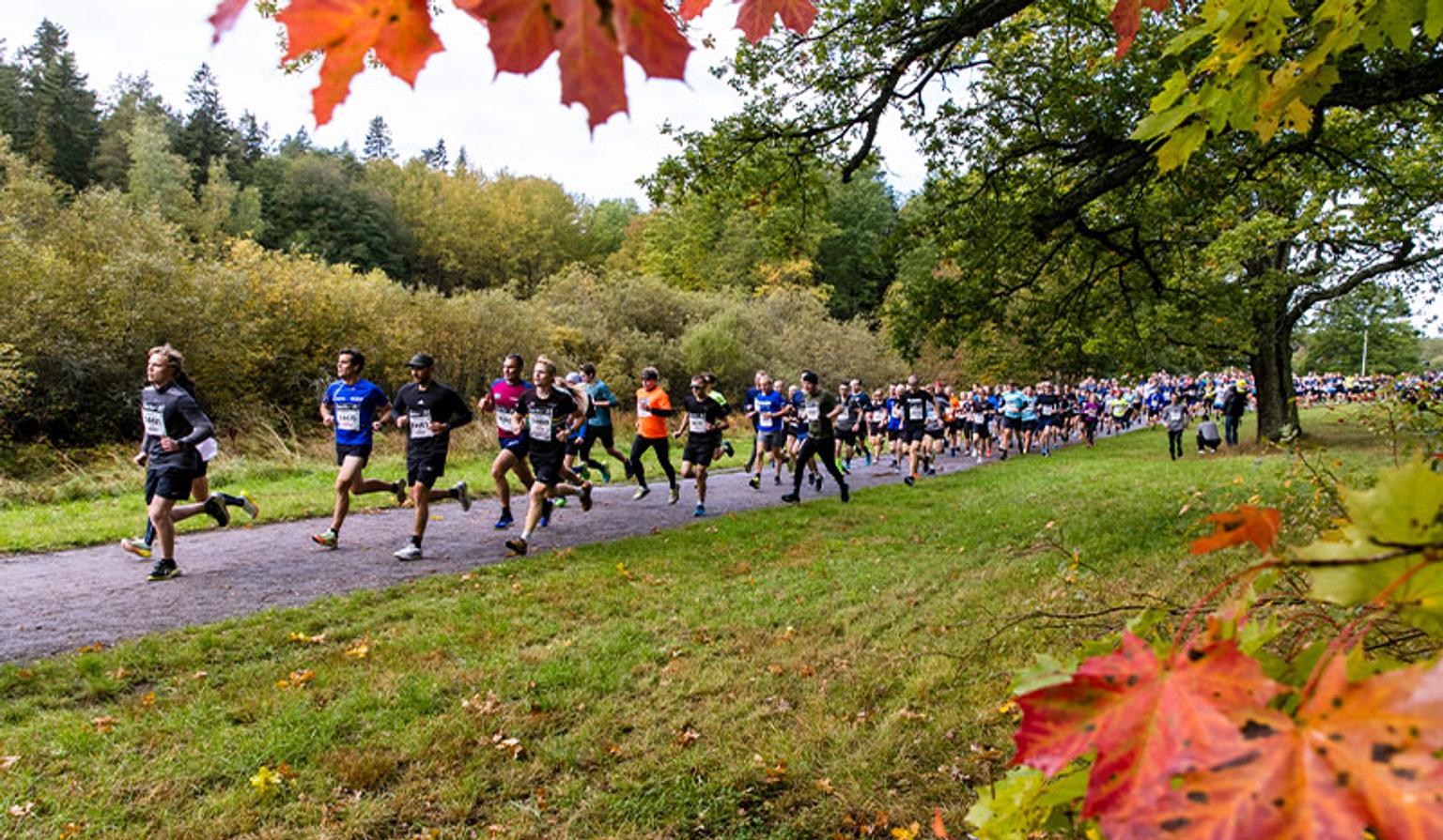 a group of people are running a marathon in a park .