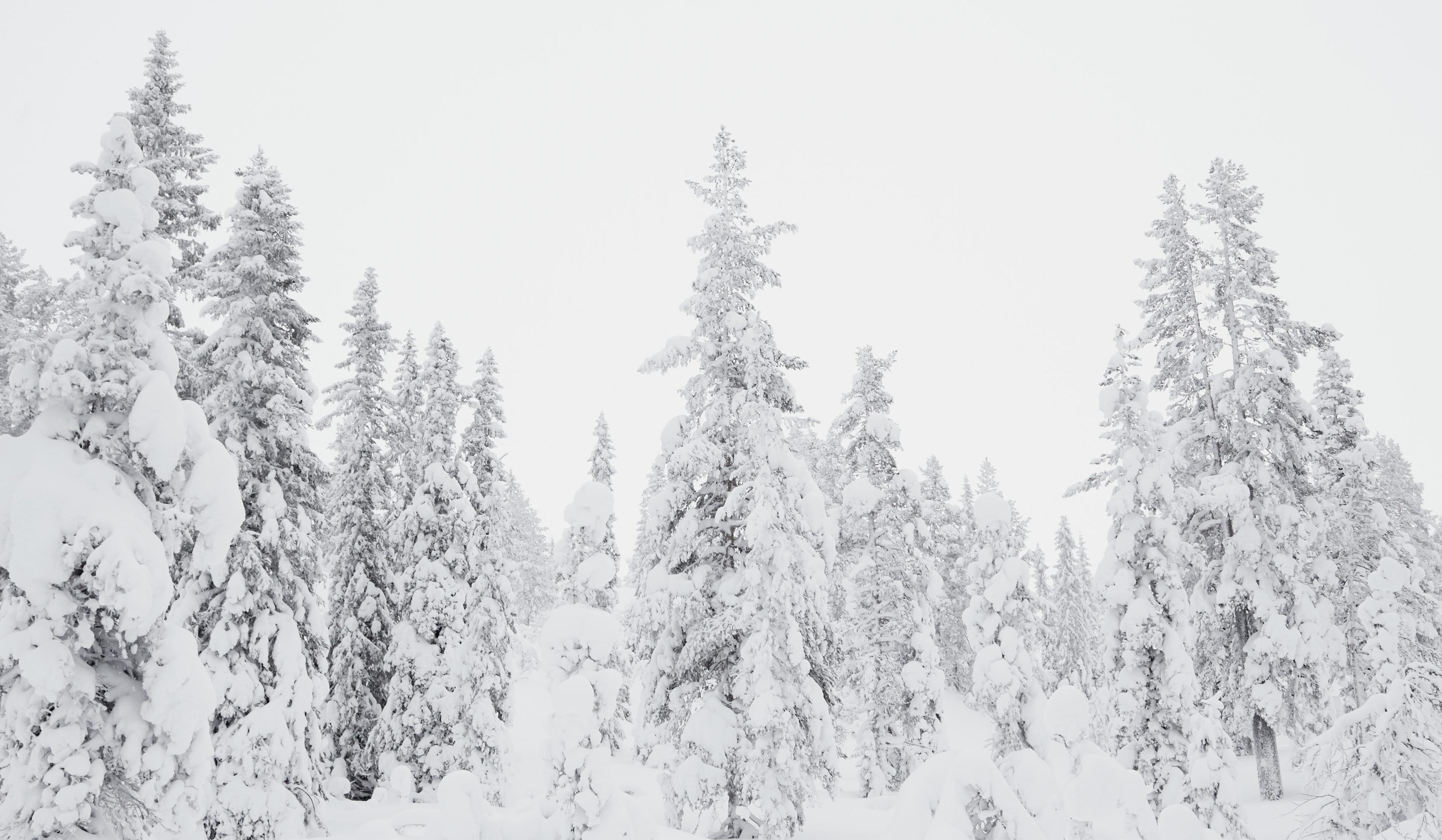 a snowy forest with trees covered in snow on a cloudy day