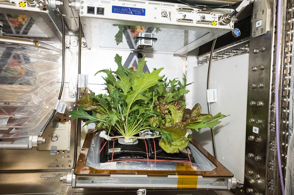 Space-Lettuce