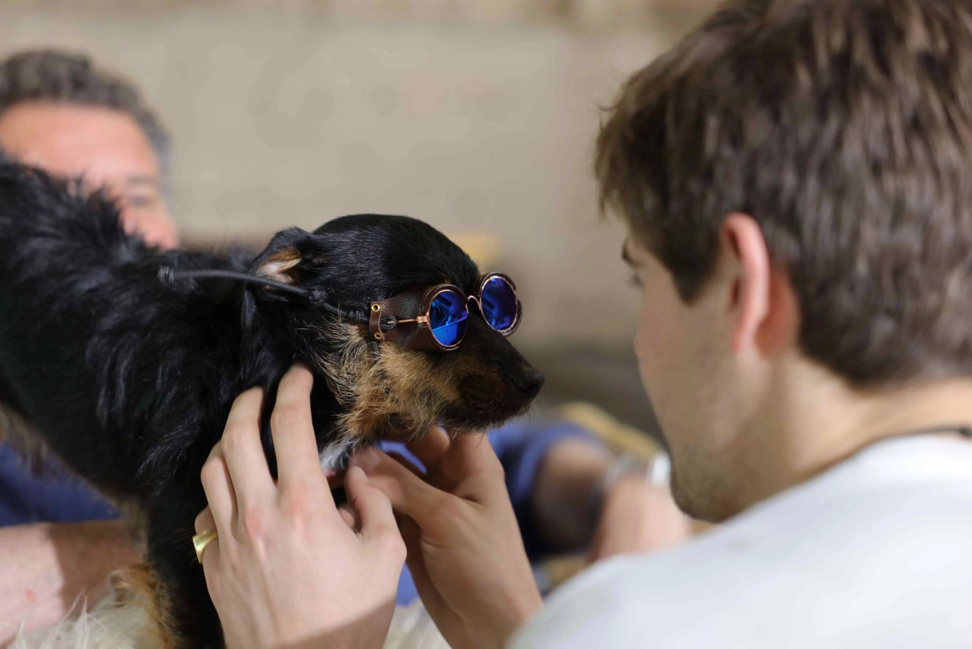 A small dog wearing aviator glasses