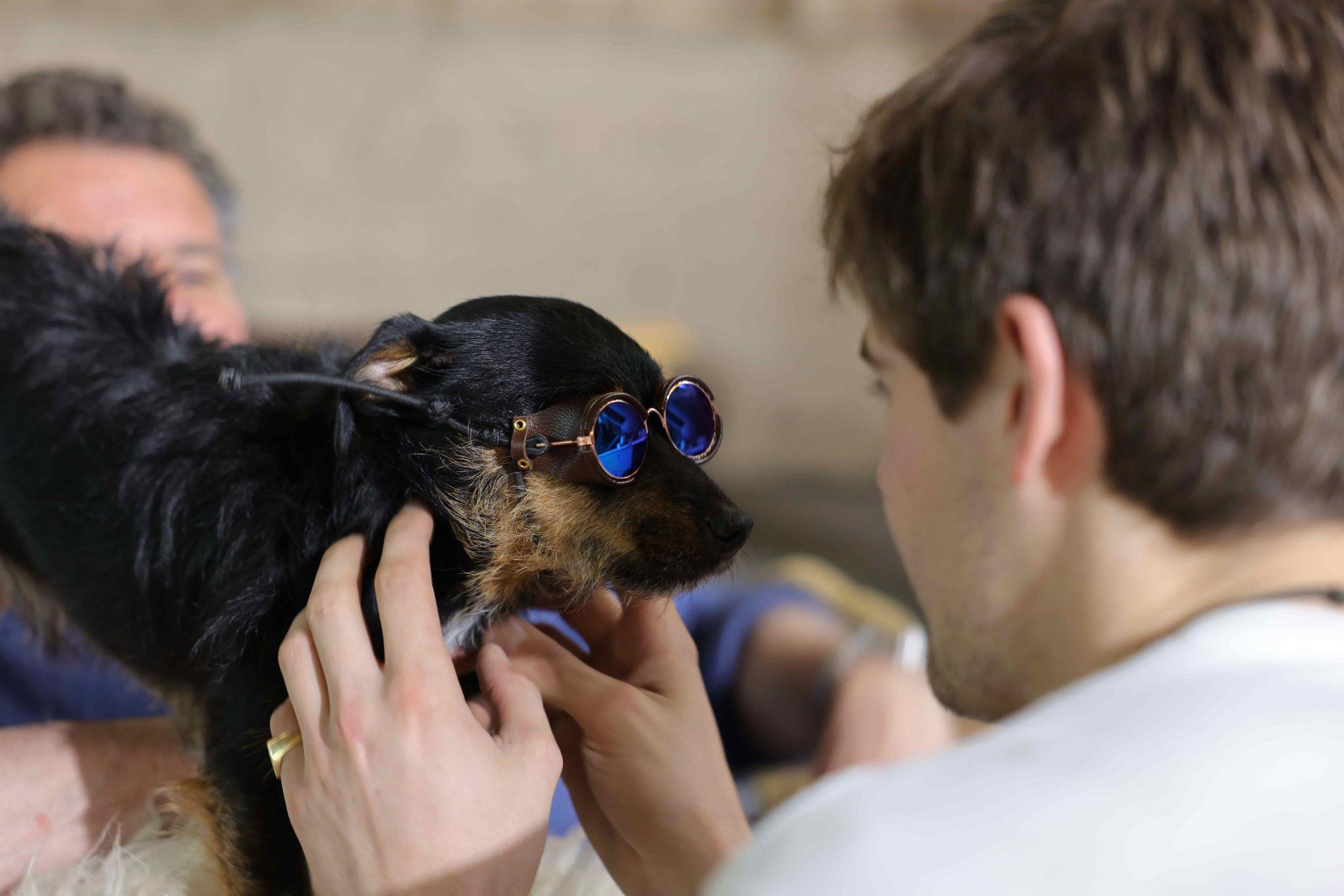 A small dog wearing aviator glasses