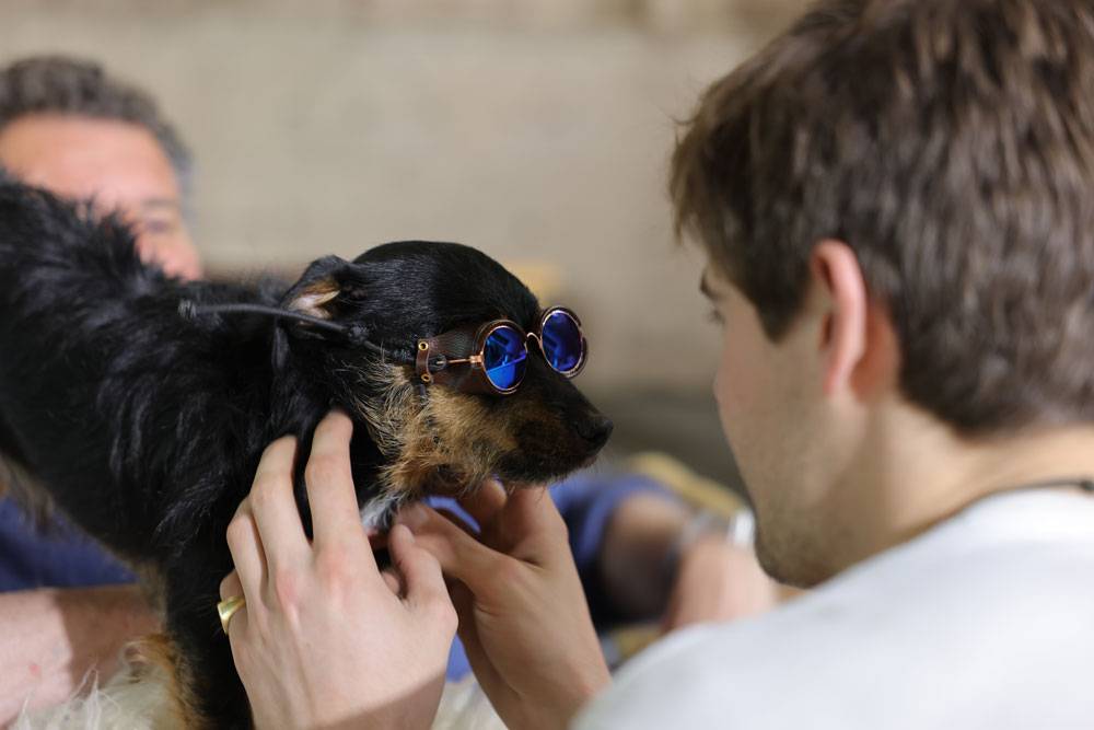 Dog Wearing Pilot Goggles