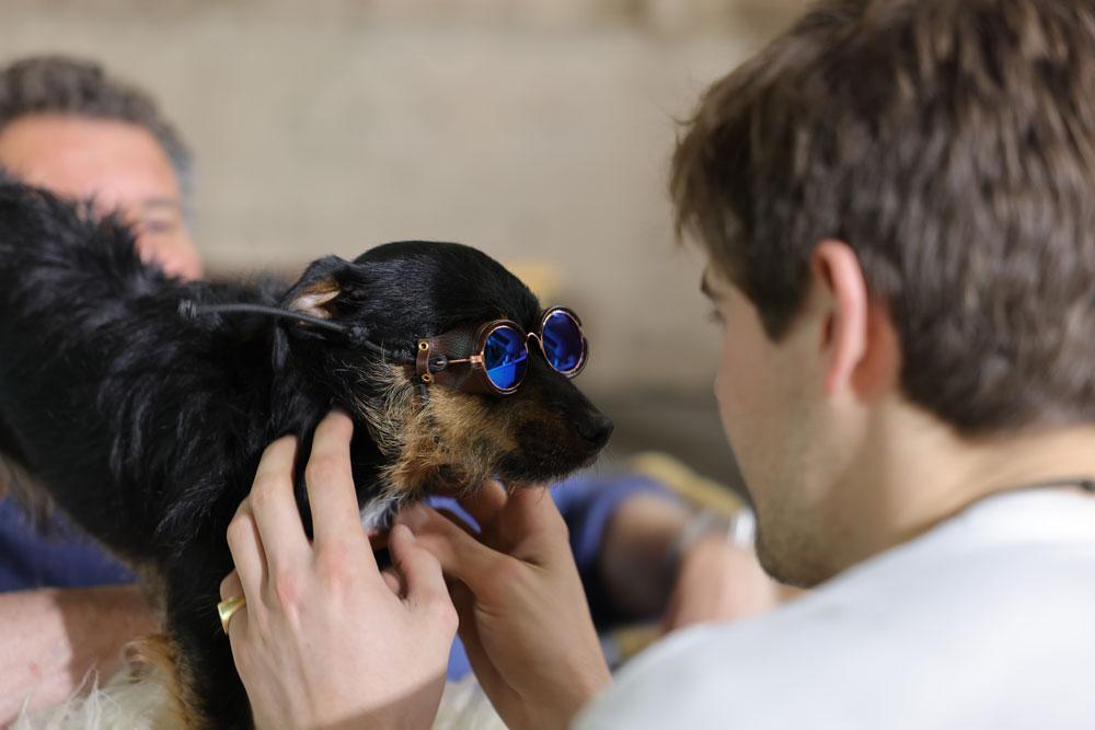 Dog Wearing Pilot Goggles