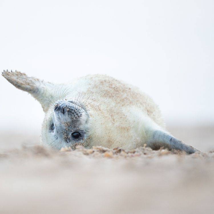 White Seal Pup laying upside down appearing playful looking at the camera.