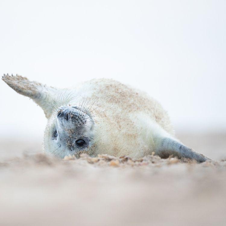 White Seal Pup laying upside down appearing playful looking at the camera.