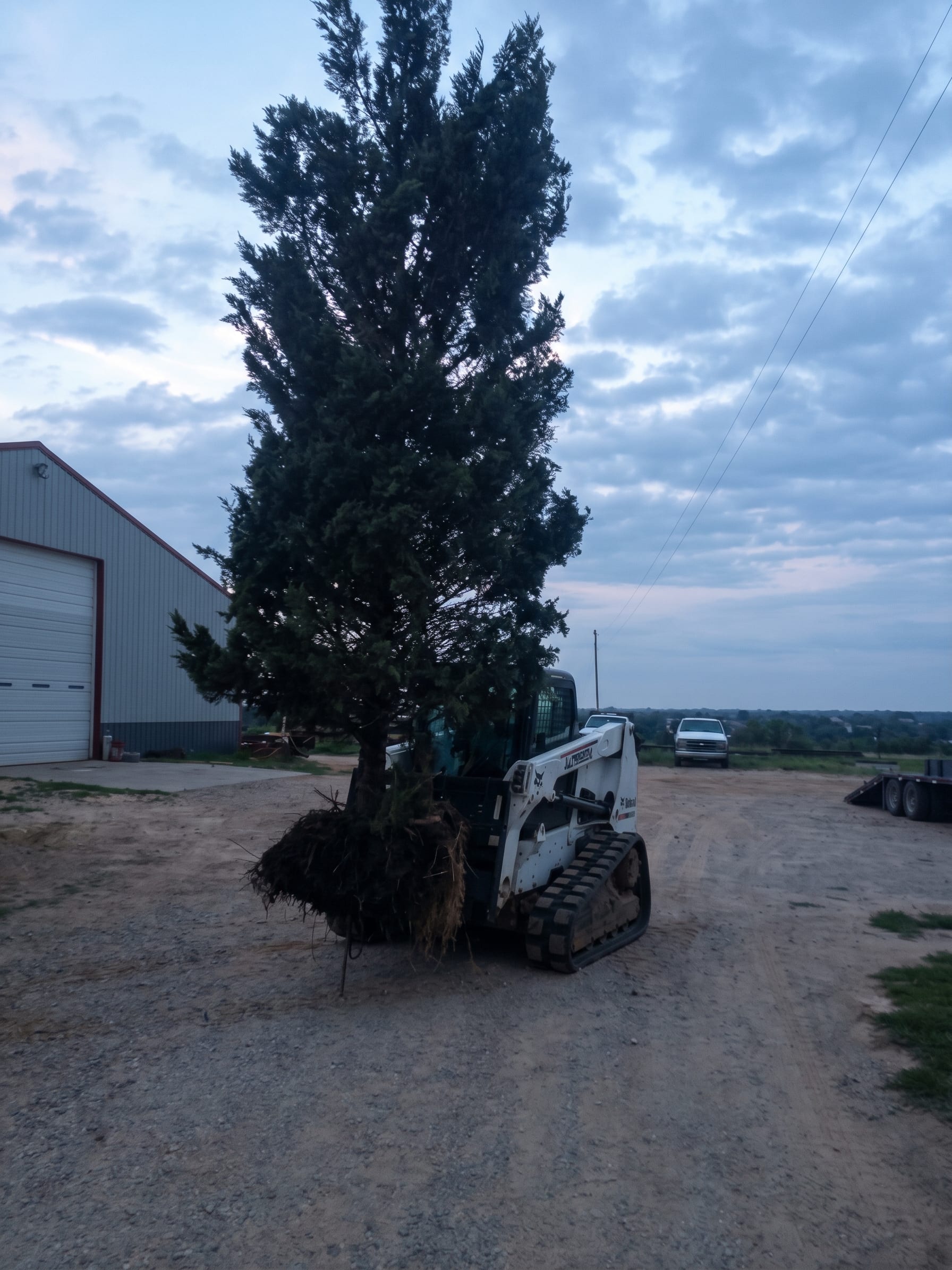 Moving a large evergreen