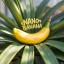 Logo of ai banana