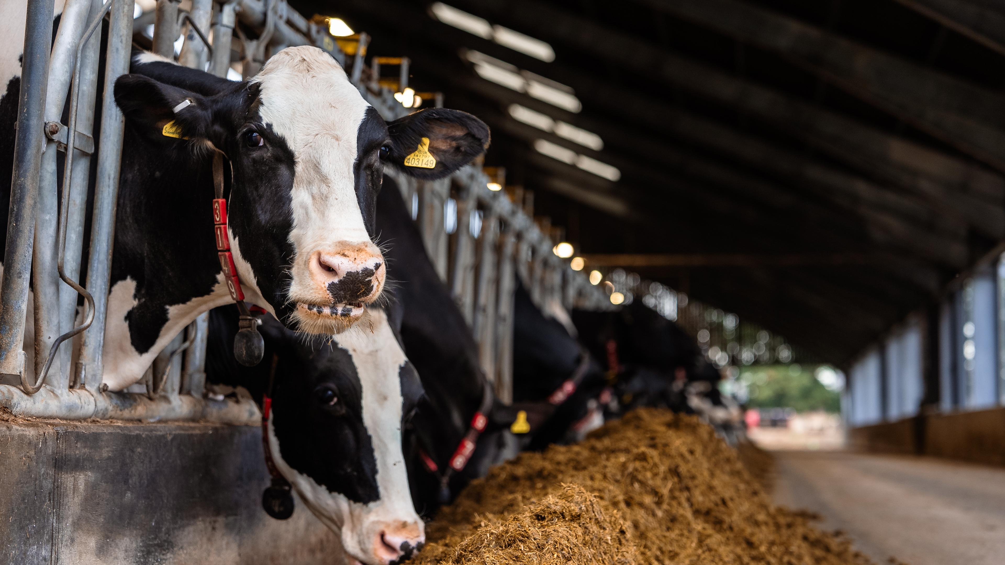 Holstein dairy cows feeding at a barrier inside a shed, one looking directly at the camera, wearing collars and numbered ear tags.