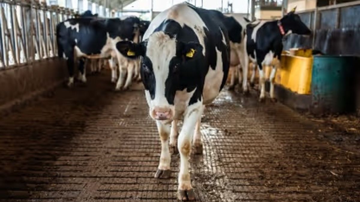 Expert Opinion: How Improved Cow Comfort Increases Both Profit and Sustainability