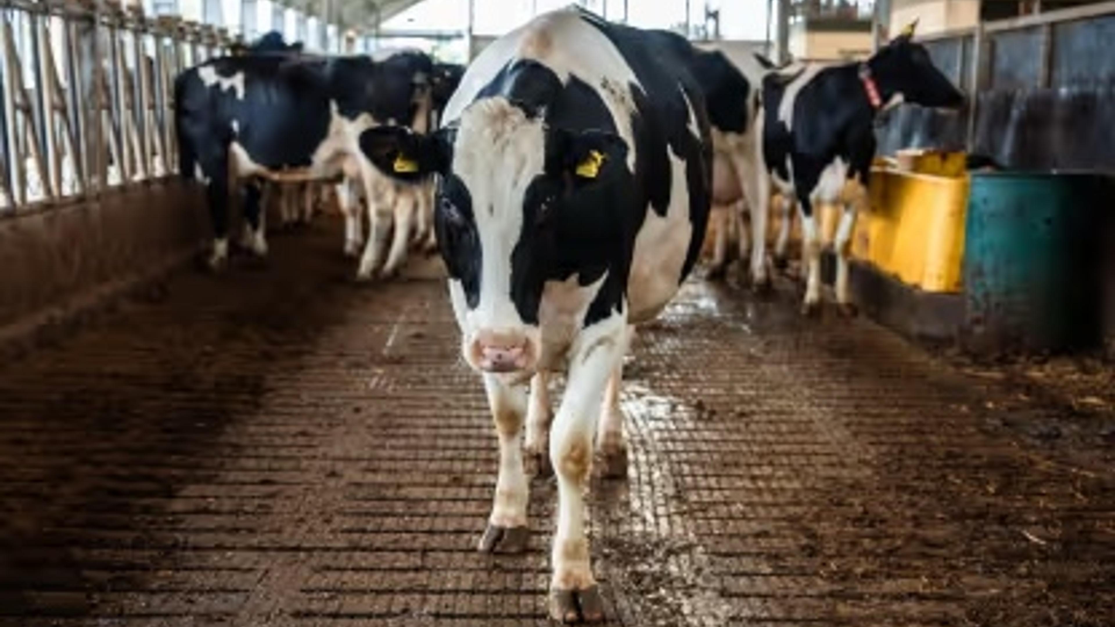 Expert Opinion: How Improved Cow Comfort Increases Both Profit and Sustainability