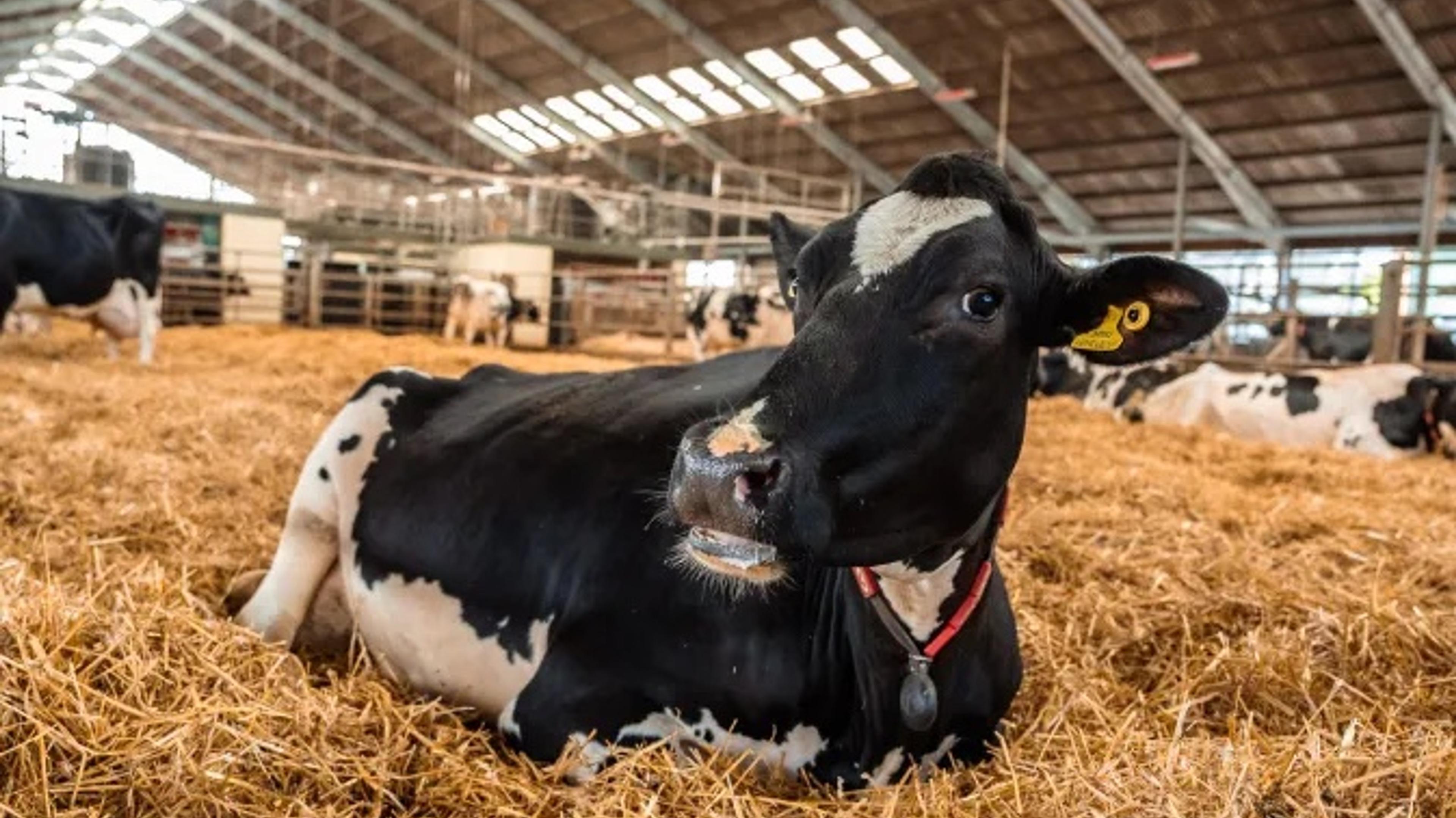 Reimagining Veterinary Practice with AI Vision Technology
