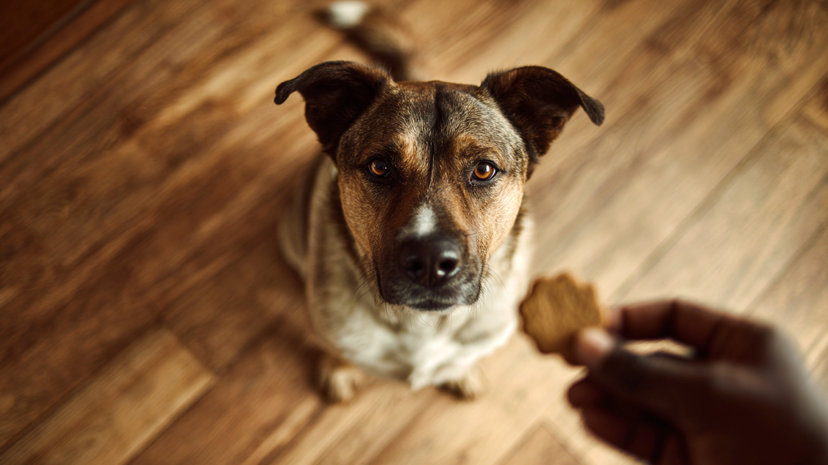 Why Your Dog's Treats Might Be Working Against Their Health Without You Knowing