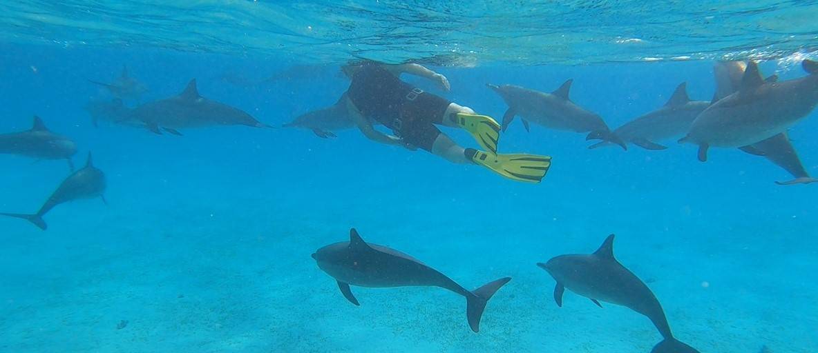 Respirologie et dauphins : une semaine en mer Rouge pour se ressourcer avec les dauphins