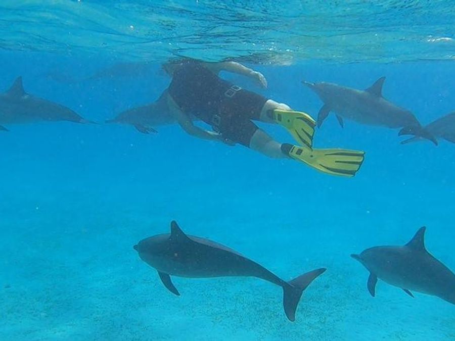 Respirologie et dauphins : une semaine en mer Rouge pour se ressourcer avec les dauphins