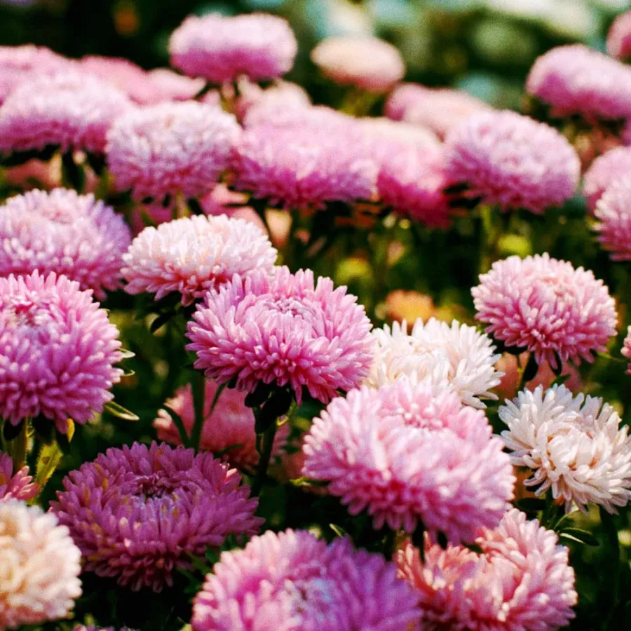 Whitney Root Gardens flower bouquet arrangement number 7