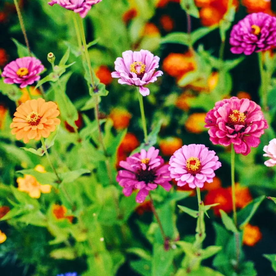 Whitney Root Gardens flower bouquet arrangement number 9
