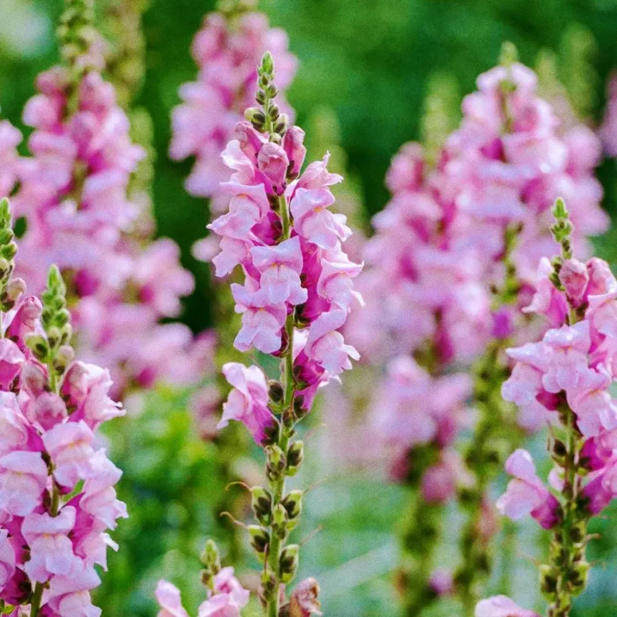 Whitney Root Gardens flower bouquet arrangement number 17