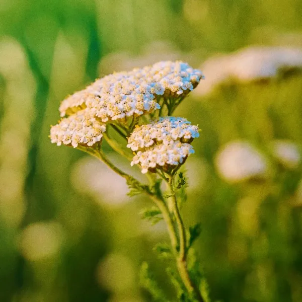 Mini monthly flower bouquet