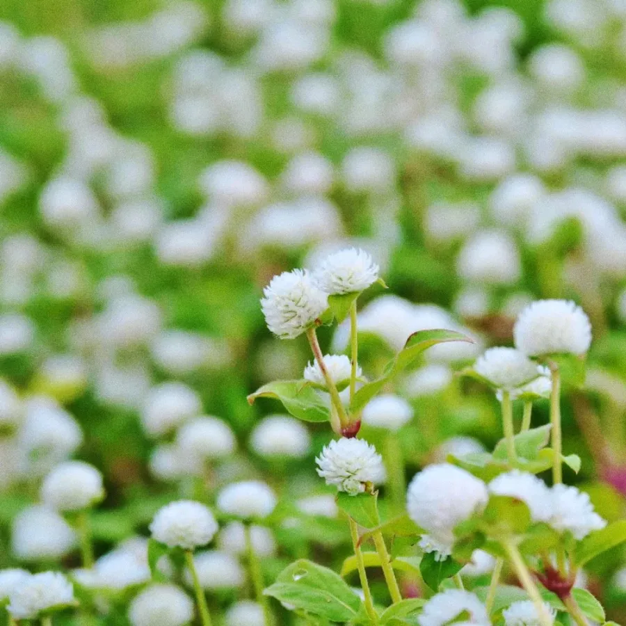 Whitney Root Gardens flower bouquet arrangement number 14