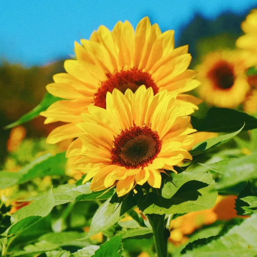 Whitney Root Gardens flower bouquet arrangement number 8