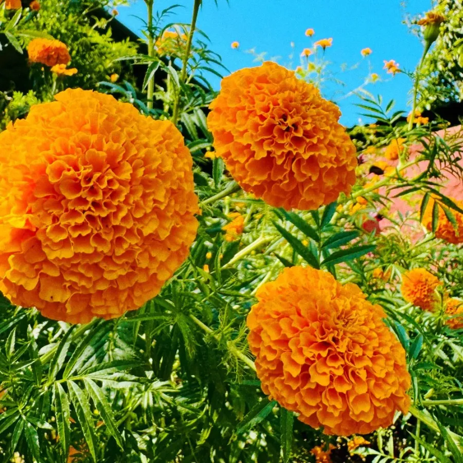 Whitney Root Gardens flower bouquet arrangement number 10